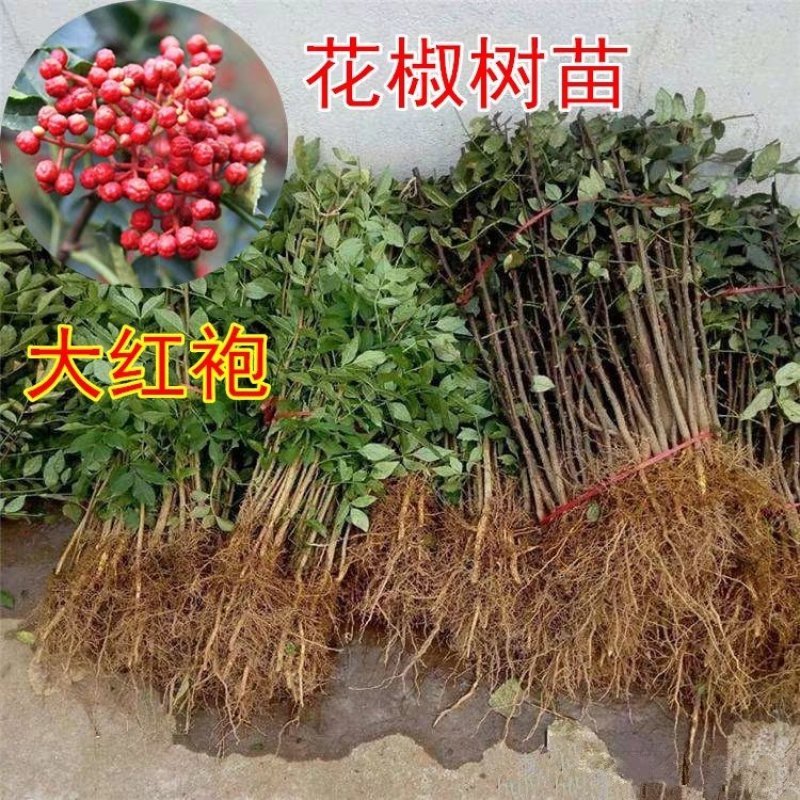 【无刺花椒树苗】高产大红袍，狮子头花椒树苗基地直销，包活