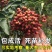 【无刺花椒树苗】高产大红袍，狮子头花椒树苗基地直销，包活