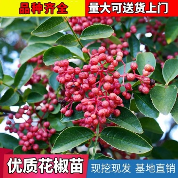【无刺花椒树苗】高产大红袍，狮子头花椒树苗基地直销，包活