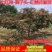 【无刺花椒树苗】高产大红袍，狮子头花椒树苗基地直销，包活