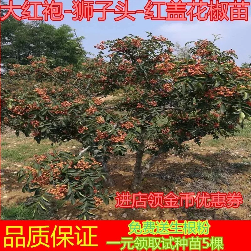 【无刺花椒树苗】高产大红袍，狮子头花椒树苗基地直销，包活