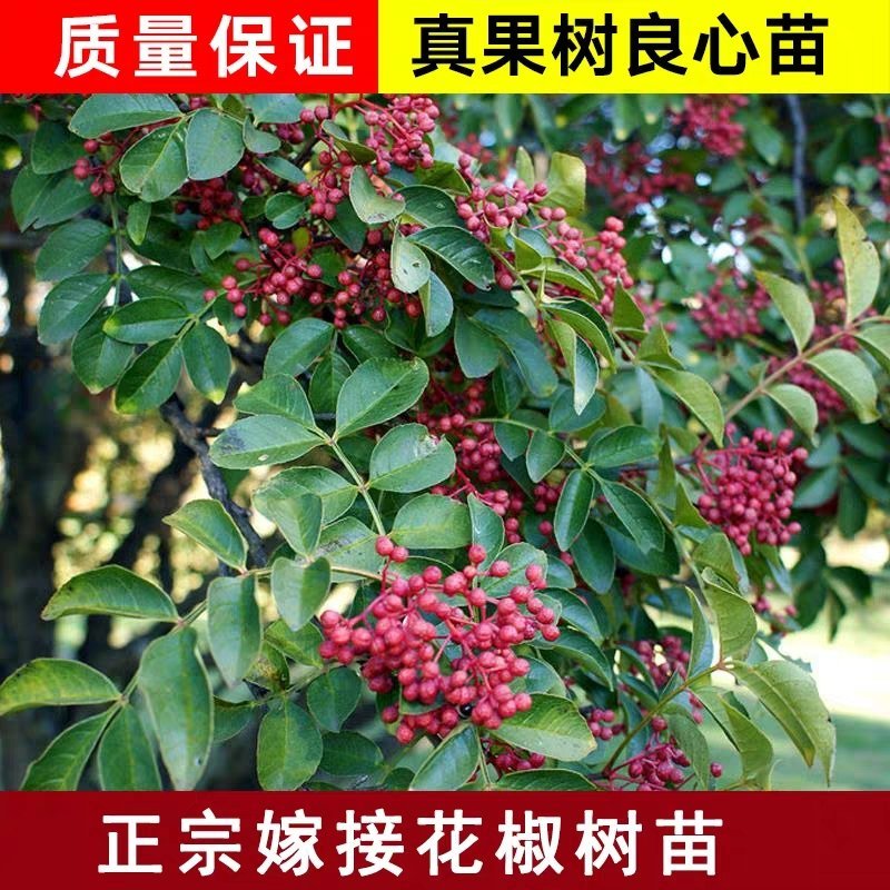 【无刺花椒树苗】高产大红袍，狮子头花椒树苗基地直销，包活