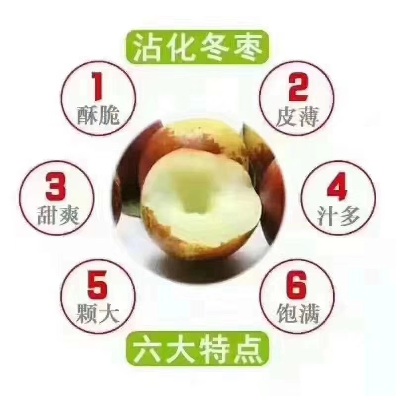 现货冬枣新鲜沾化枣子水果孕妇应季脆甜大枣子青红枣鲜枣5斤