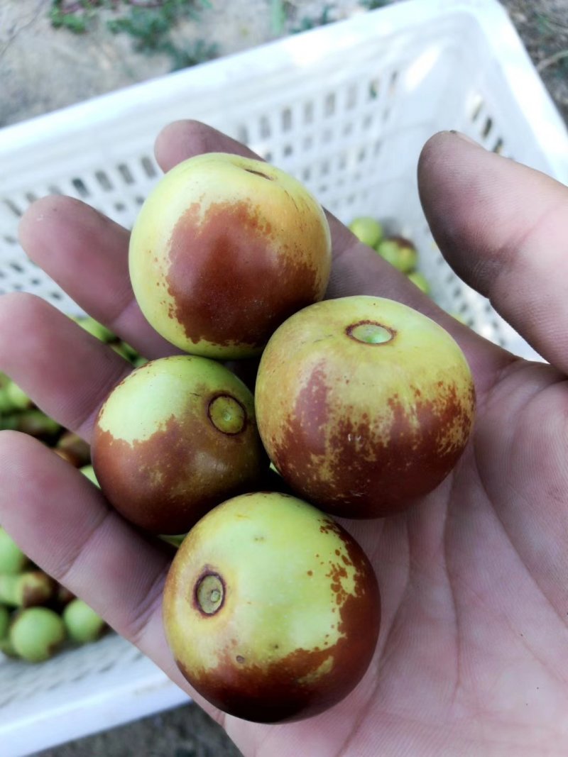 现货冬枣新鲜沾化枣子水果孕妇应季脆甜大枣子青红枣鲜枣5斤