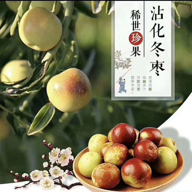 现货冬枣新鲜沾化枣子水果孕妇应季脆甜大枣子青红枣鲜枣5斤