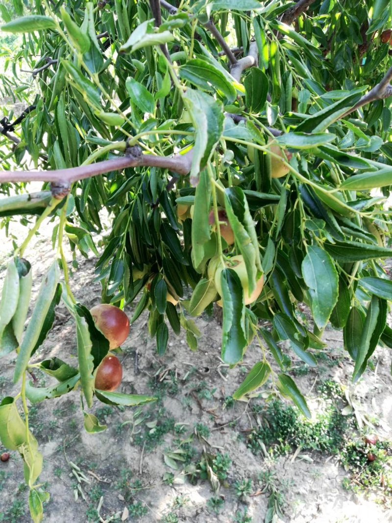现货冬枣新鲜沾化枣子水果孕妇应季脆甜大枣子青红枣鲜枣5斤