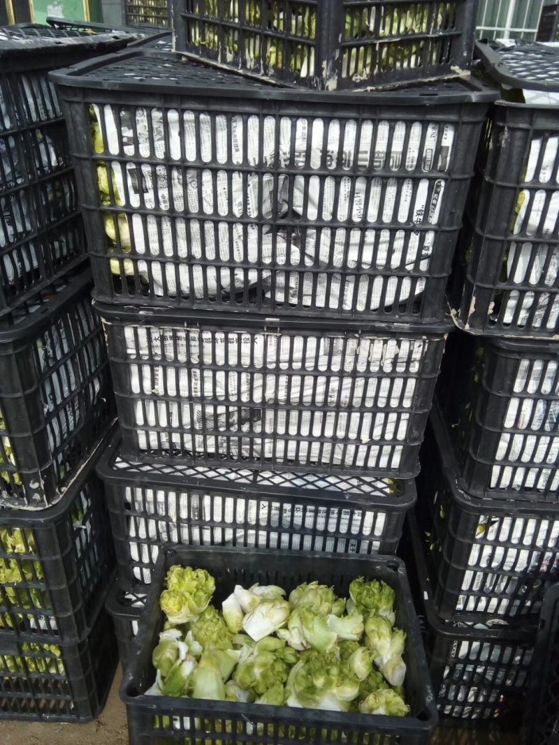 安徽精品儿菜/儿菜头/大量供应市场/电商/一手货源/全国发货