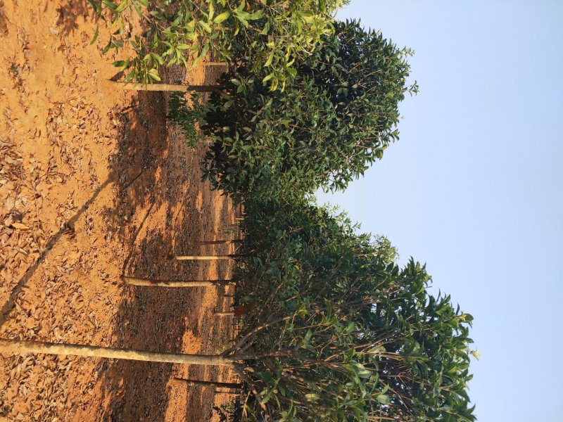 6-7-8-10公分桂花树，多种规格占地小桂花树常年直发