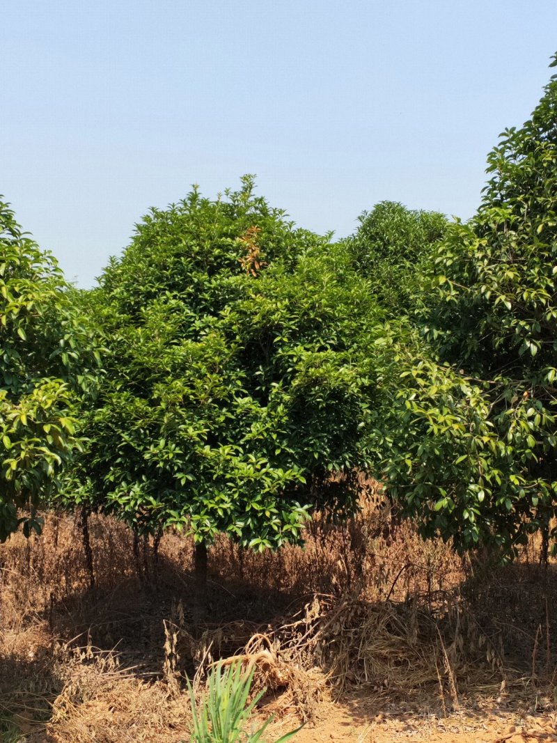 6-7-8-10公分桂花树，多种规格占地小桂花树常年直发