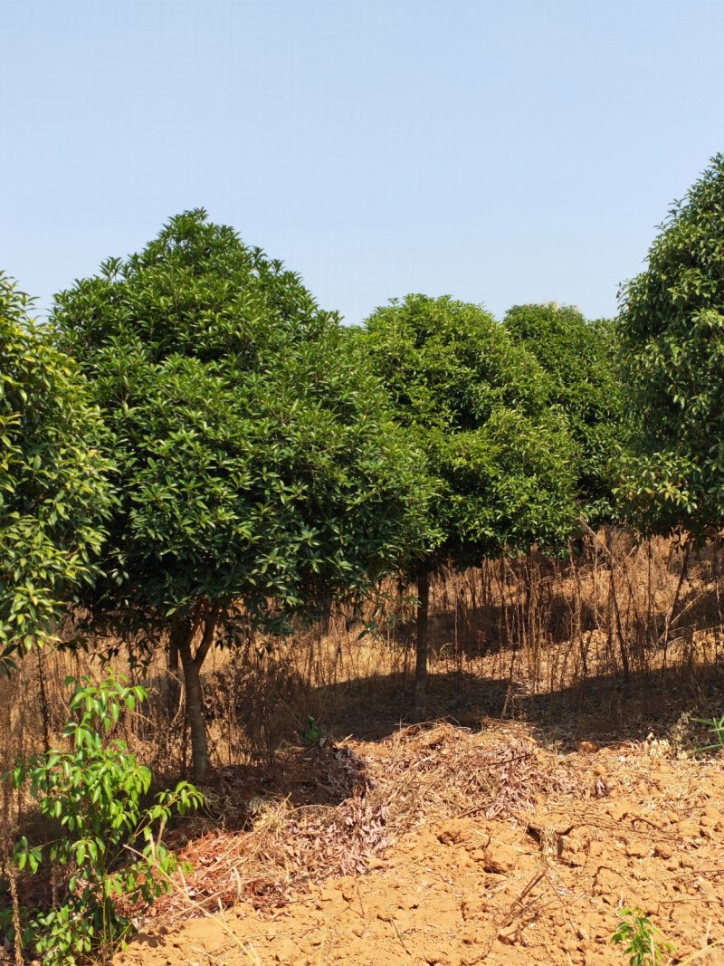 6-7-8-10公分桂花树，多种规格占地小桂花树常年直发