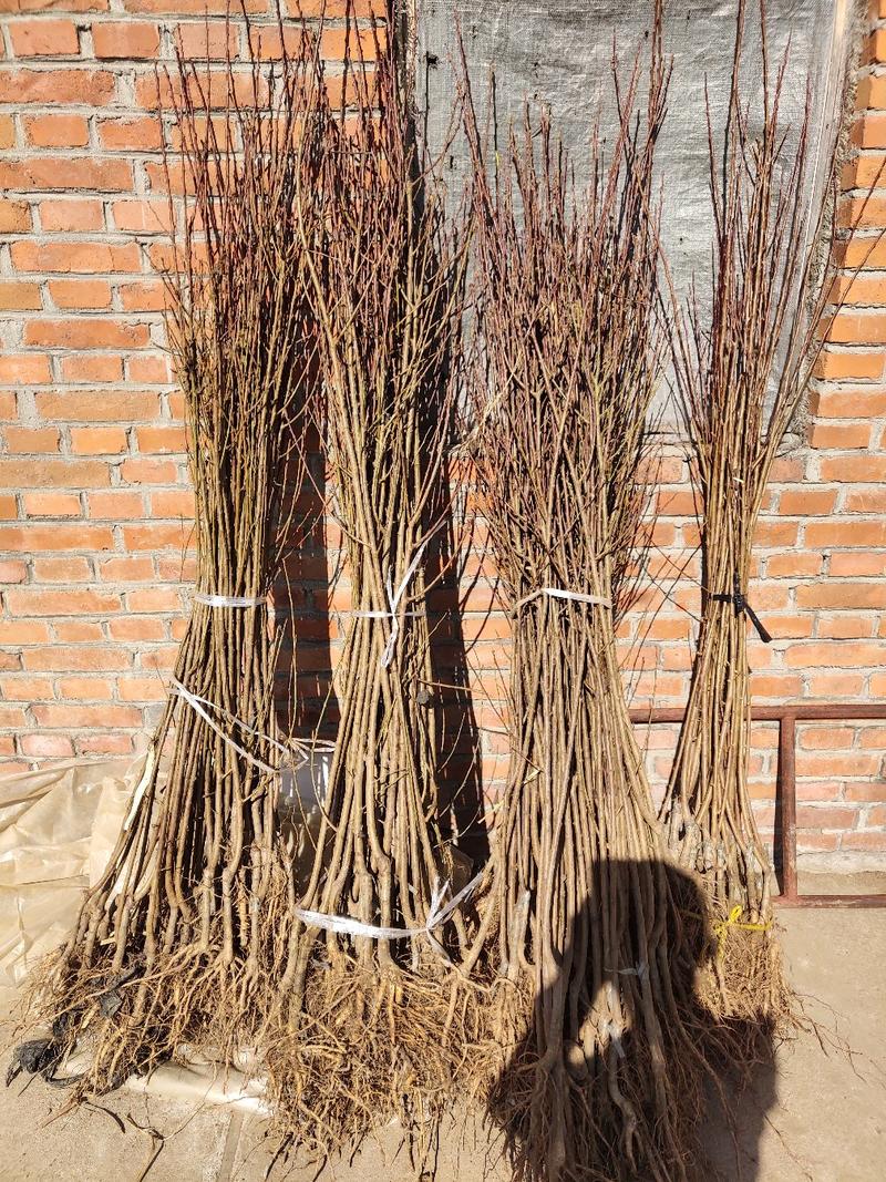 黑霸王李子苗亩产万斤产地直发保证苗木质量