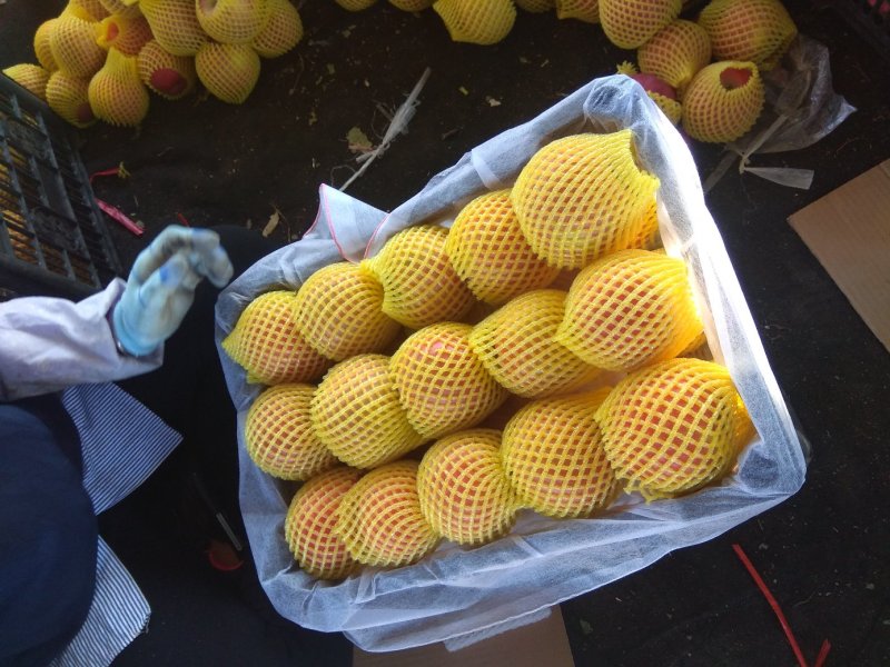 瓦房店红福士苹果，个大颜色红口感脆甜爽口