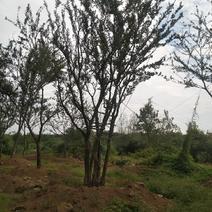安徽蜀桧龙柏基地大量出售35公分一120公分丛生朴树