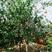 石榴树树苗突尼斯软籽盆栽地栽当年结果室内庭院特大甜石榴树