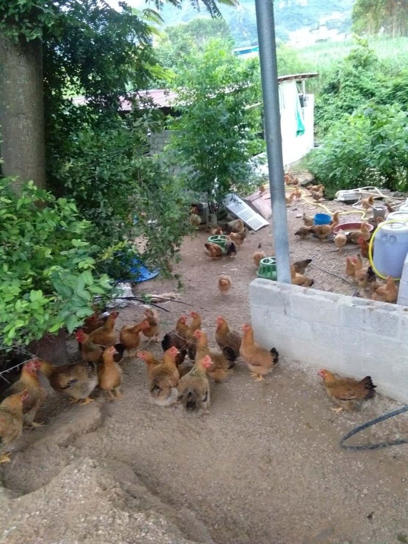 本地快羽麻母鸡苗，品质保证，量大从优，可以到场地