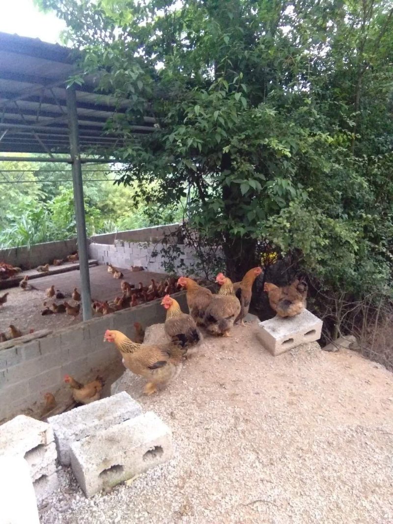 本地快羽麻母鸡苗，品质保证，量大从优，可以到场地