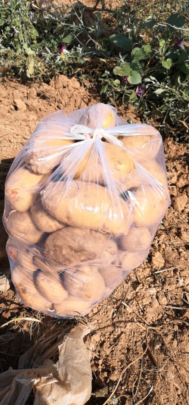 土豆🥔
