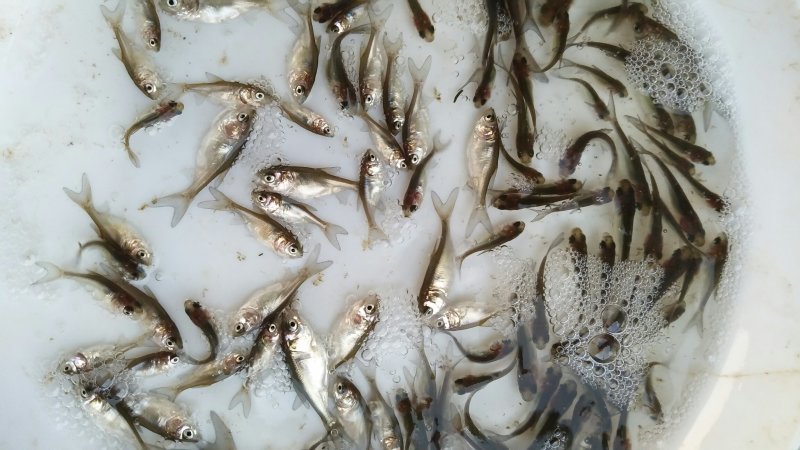 优质白鲢鱼苗扁鱼苗量大从优全国均可发货