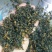高山云雾茶红茶绿茶