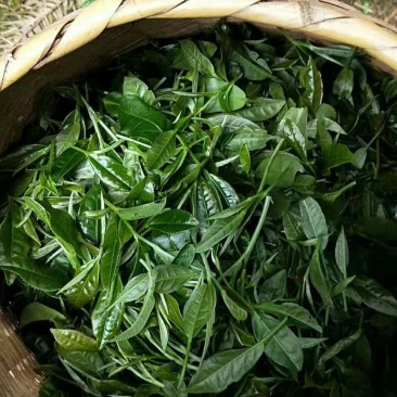 高山云雾茶红茶绿茶