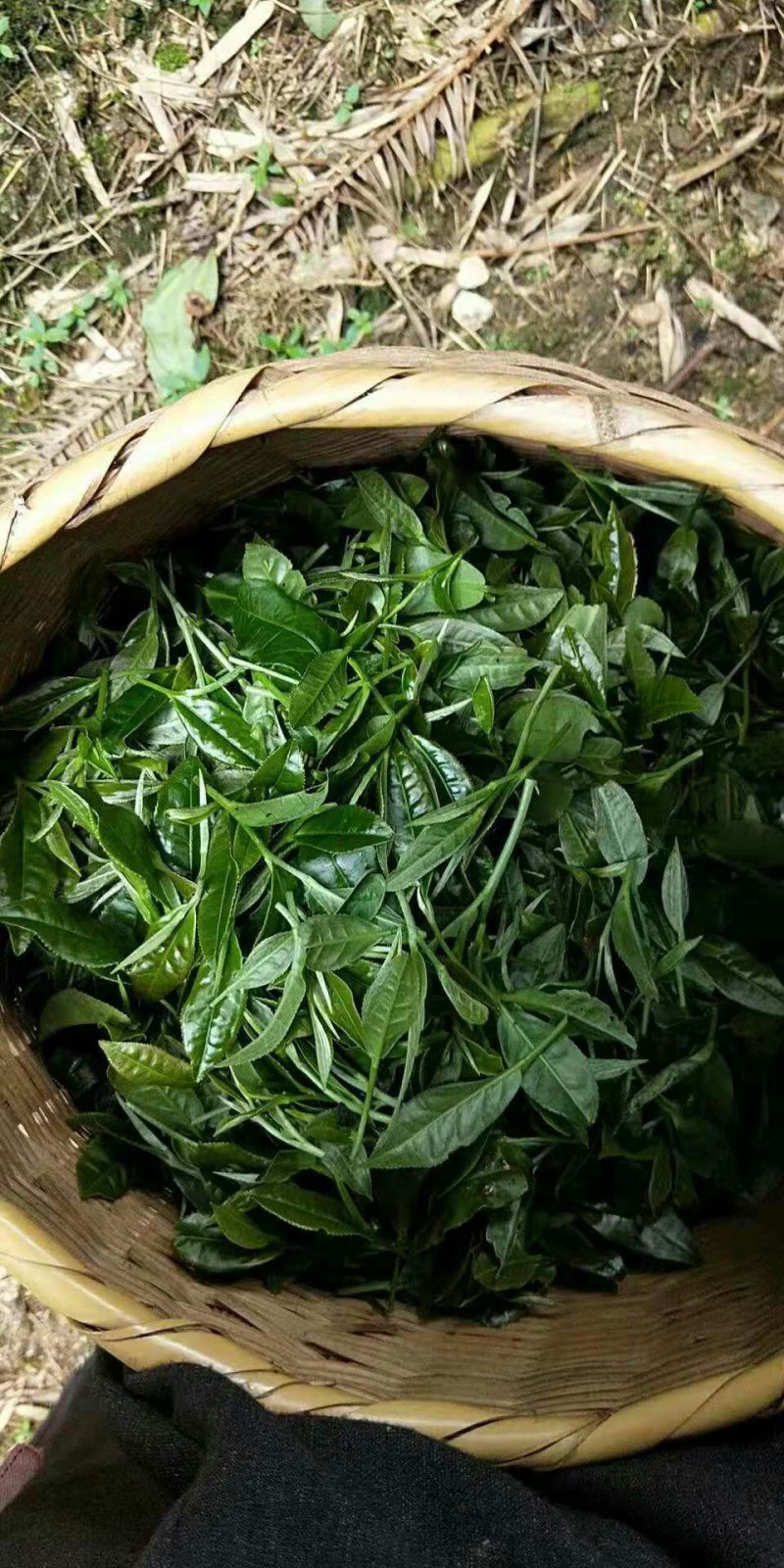 高山云雾茶红茶绿茶