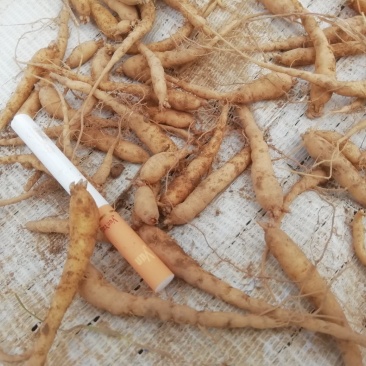 贵州牛大场太子参假一赔十