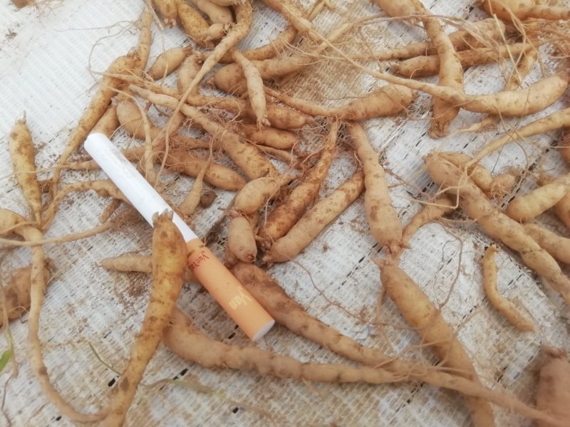 贵州牛大场太子参假一赔十