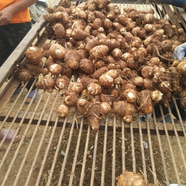 芋头，8520.面包豆包