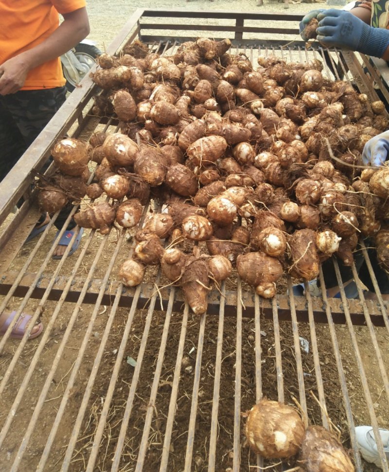 芋头，8520.面包豆包