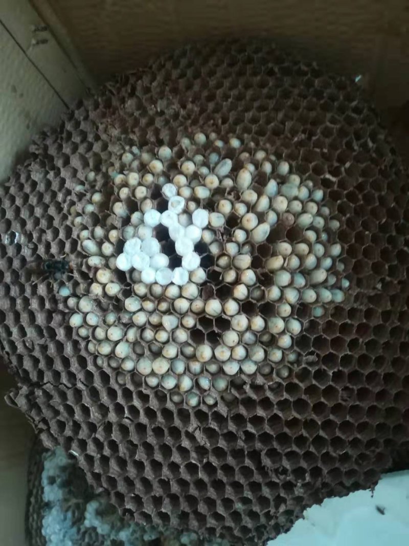 蜂蛹