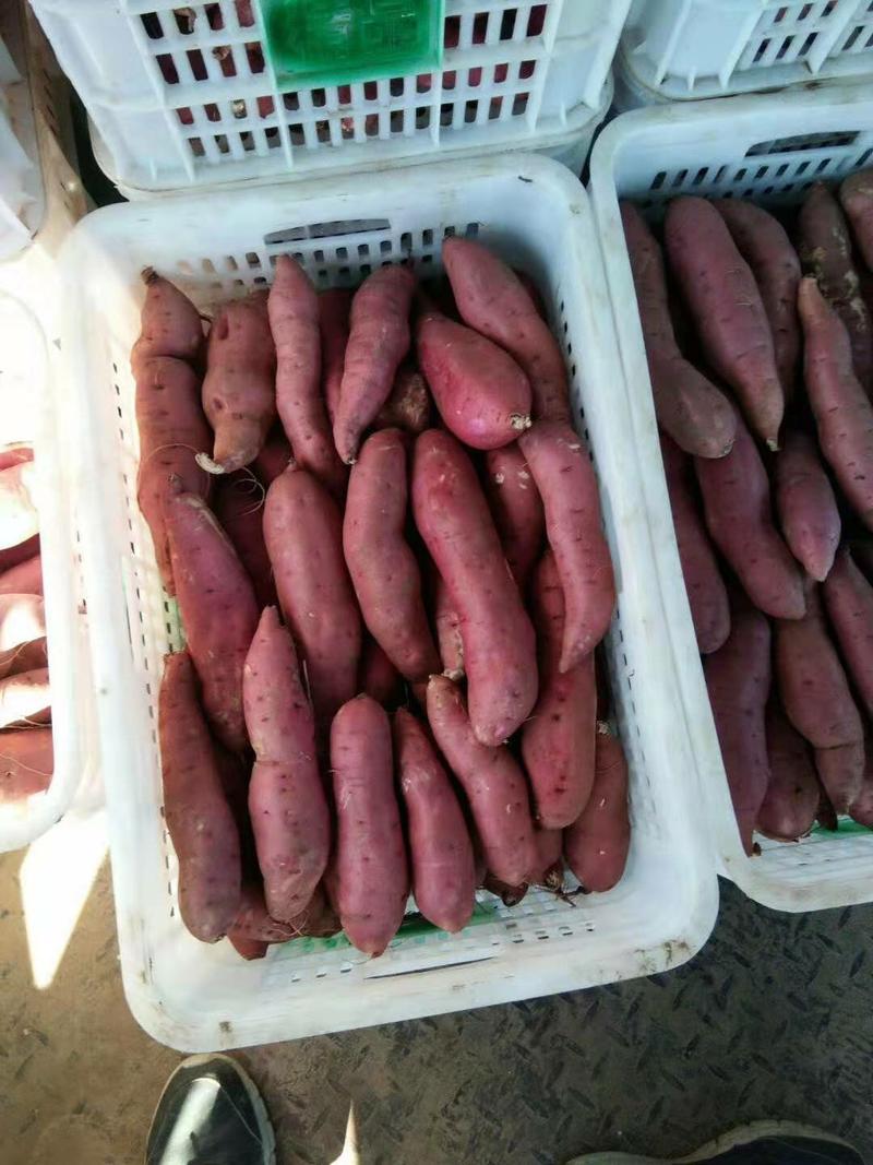凌海市精品早丰红薯，条型正颜色正，口感干面甜，一条龙服务