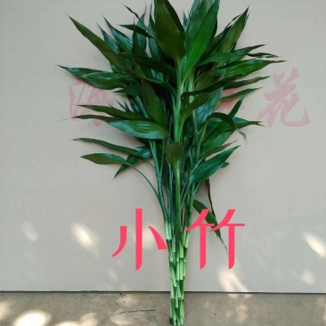 海南精品富贵竹批发小竹65-75一件代发质优价廉