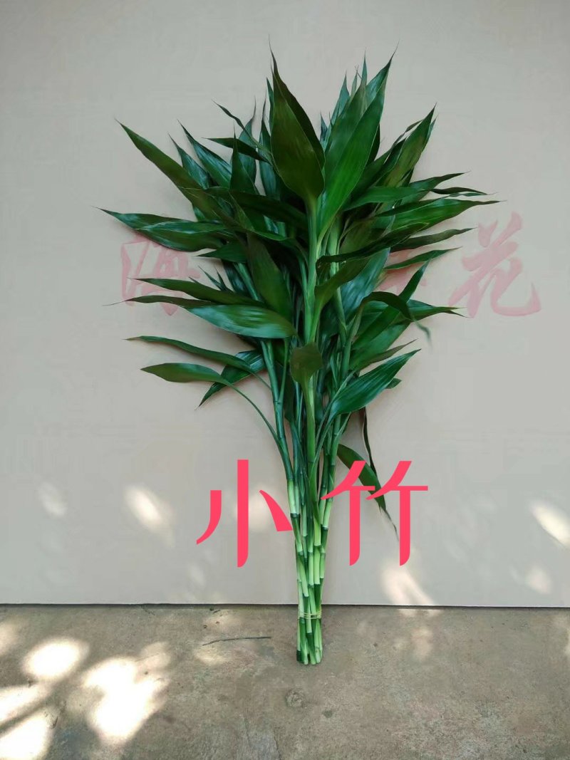 海南精品富贵竹批发小竹65-75一件代发质优价廉