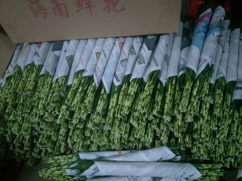 海南精品富贵竹批发小竹65-75一件代发质优价廉