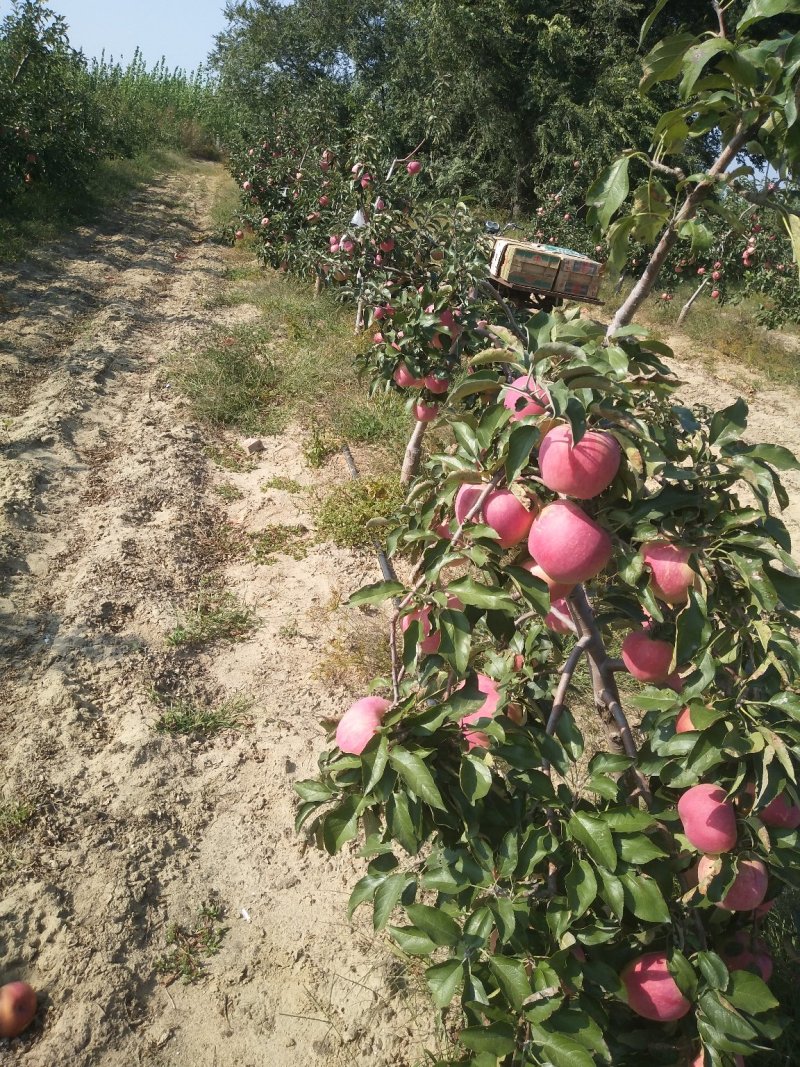 鞍山市台安地区寒富苹果