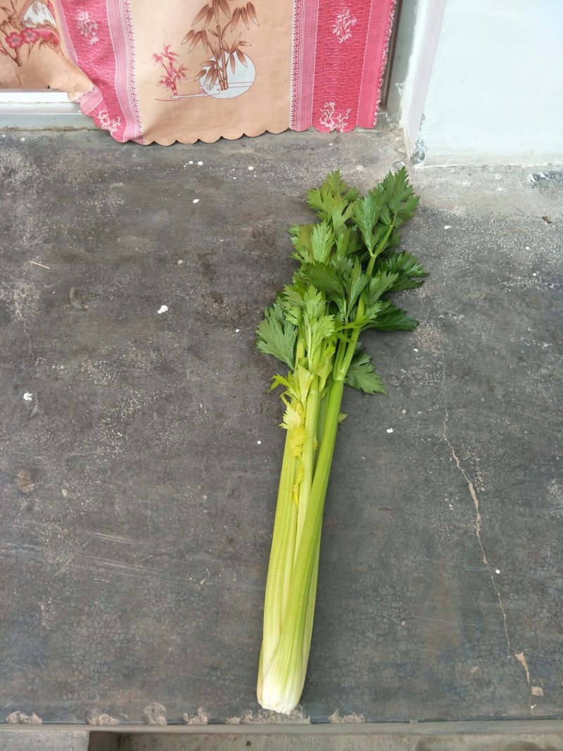 西芹，毛芹