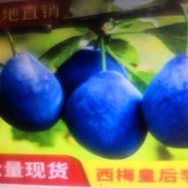 新品种蓝蜜李子树苗，法兰西西梅苗女神皇后西梅树苗