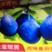 新品种蓝蜜李子树苗，法兰西西梅苗女神皇后西梅树苗包邮