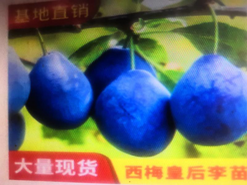 新品种蓝蜜李子树苗，法兰西西梅苗女神皇后西梅树苗包邮