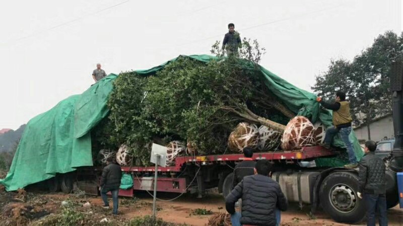 独杆丛生大桂花树2O公分一8O公分自己苗地发货物美廉价