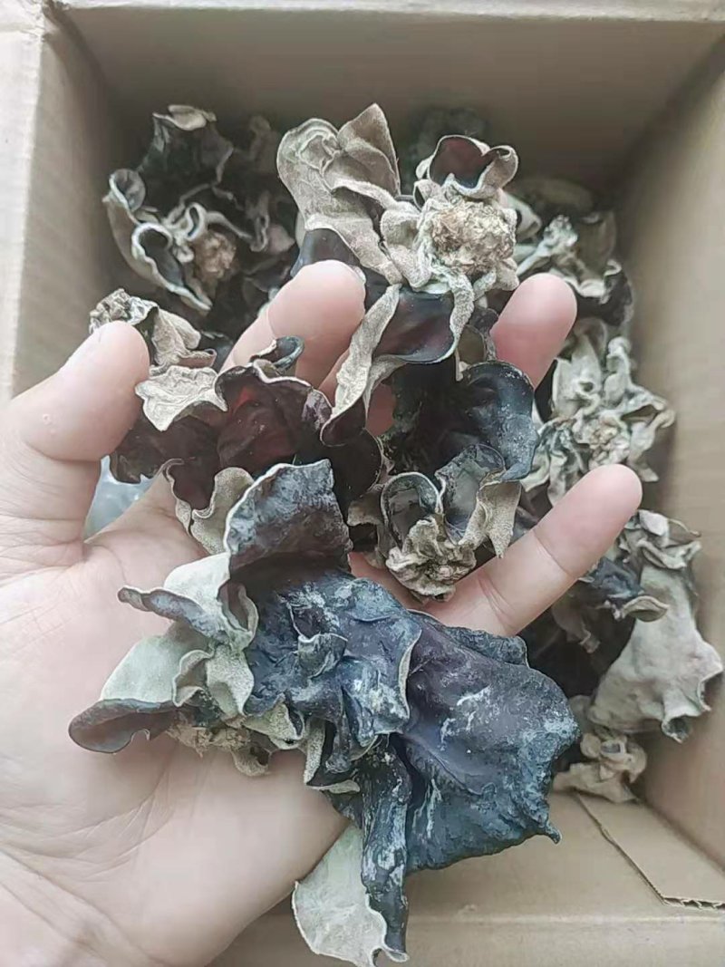 毛木耳大木耳黑木耳皮耳产地直发！价格便宜！