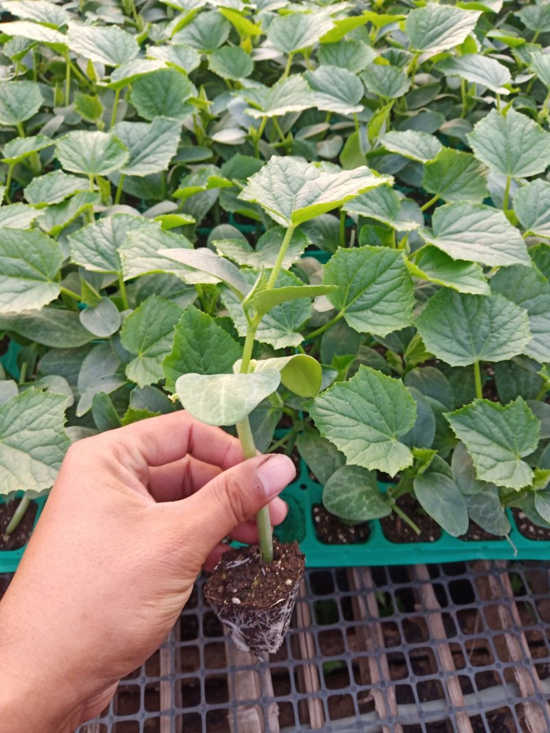 嫁接黄瓜苗/强磁油亮型/抗病高产/选用优质砧木苗厂直销