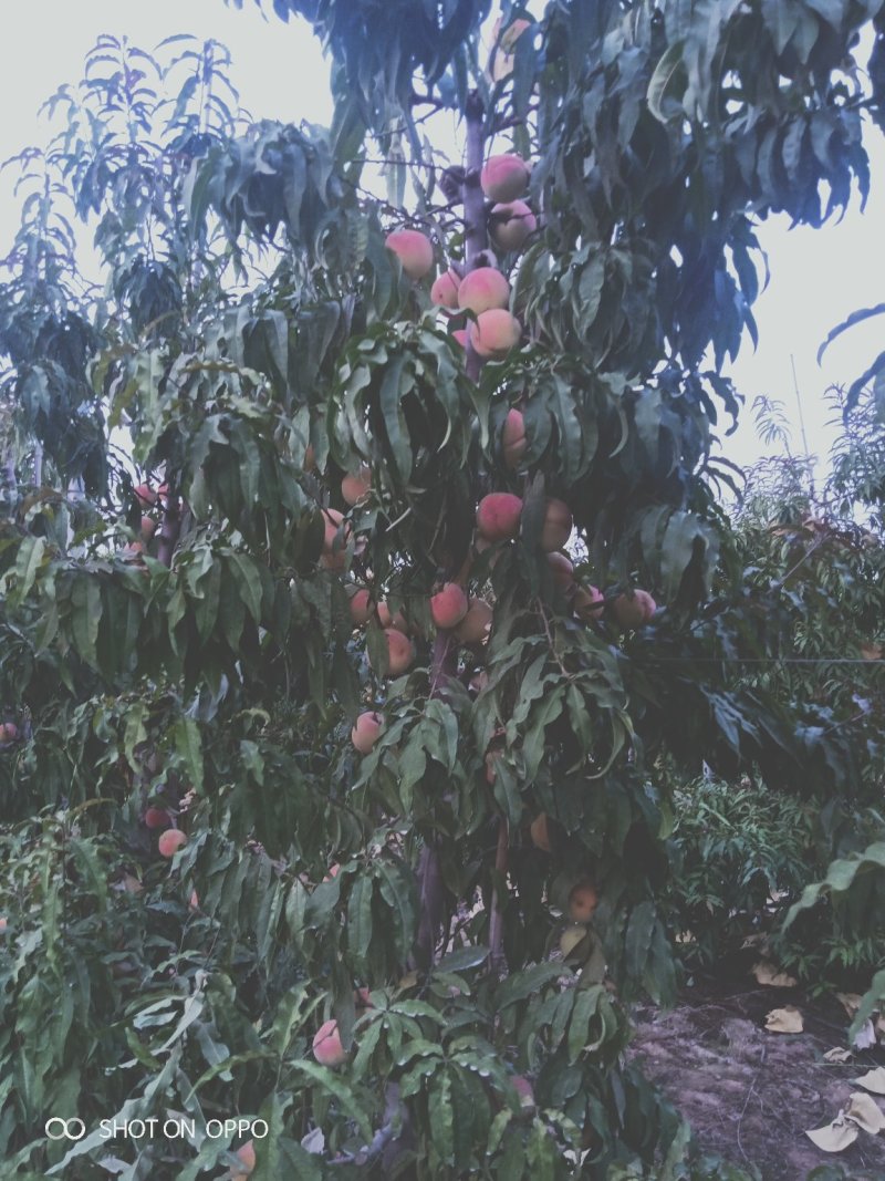 中秋蜜脆桃