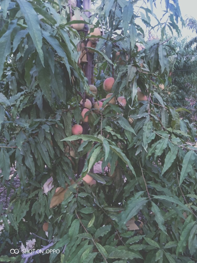 中秋蜜脆桃