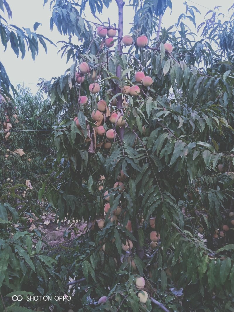中秋蜜脆桃