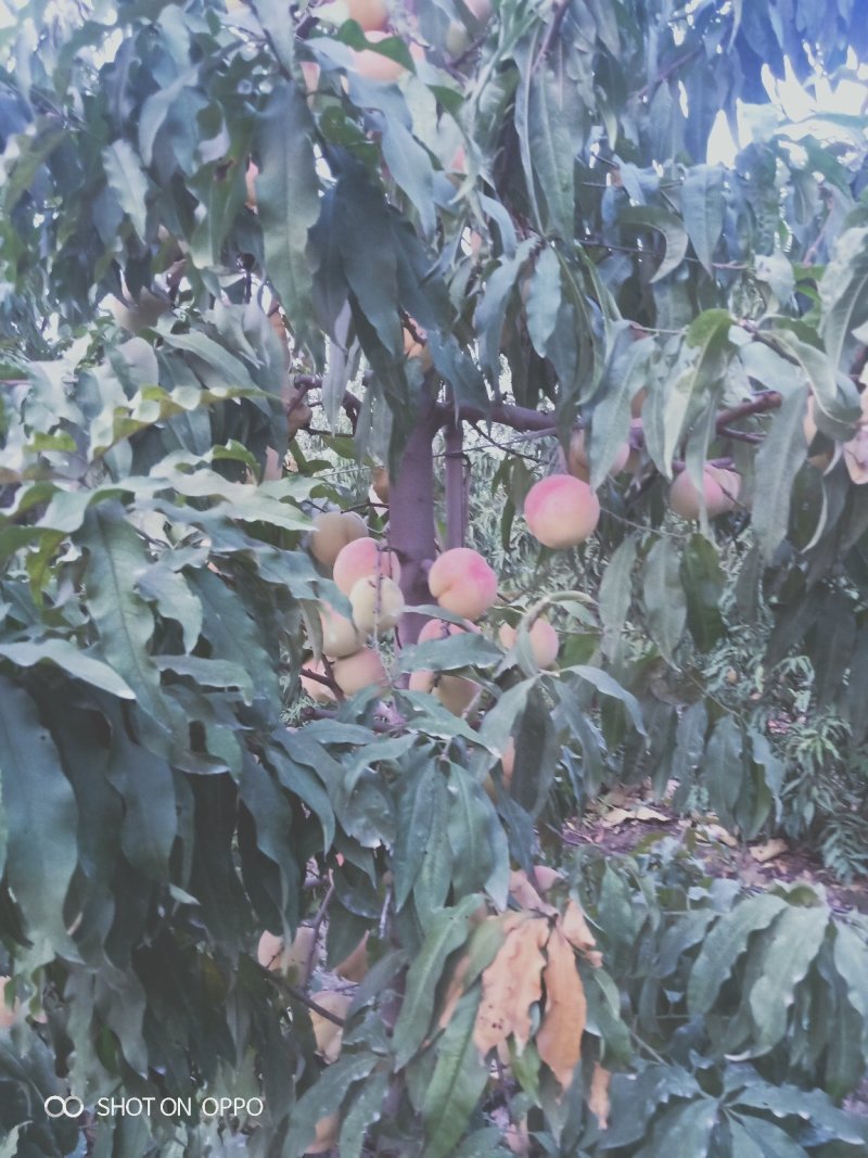 中秋蜜脆桃