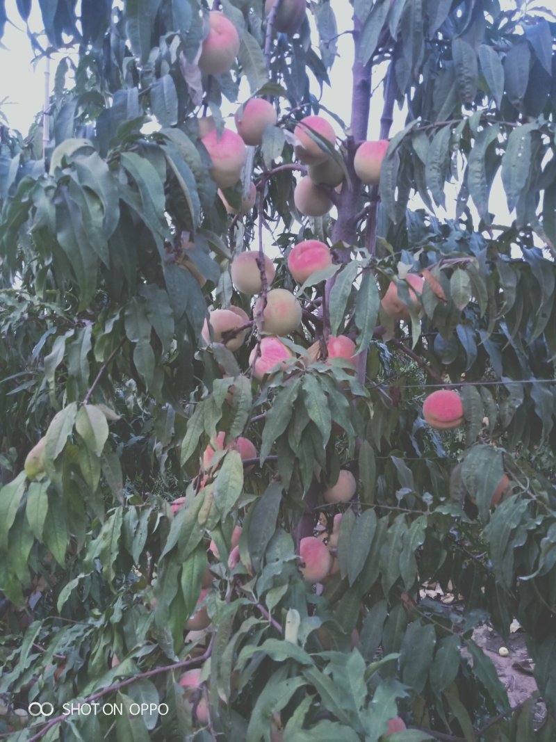 中秋小蜜桃