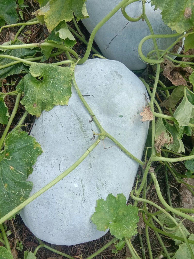 价格便宜，坡地瓜，瓜皮好黄度够