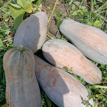 价格便宜，坡地瓜，瓜皮好黄度够