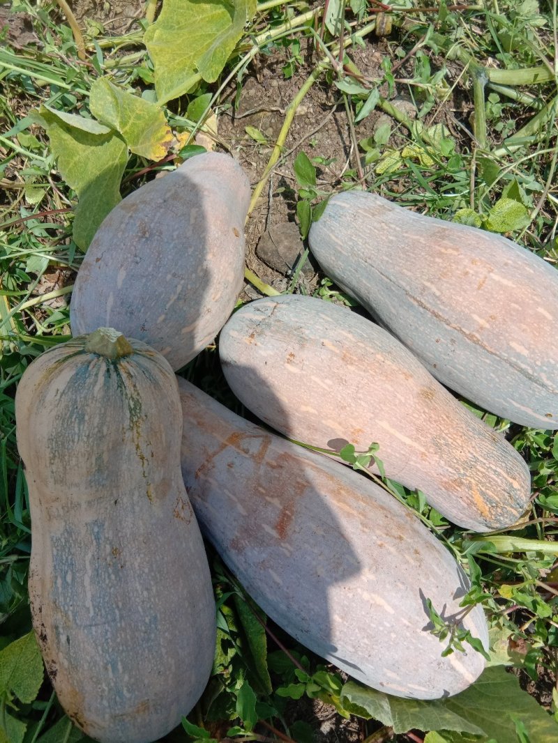 价格便宜，坡地瓜，瓜皮好黄度够